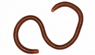 Earthworm